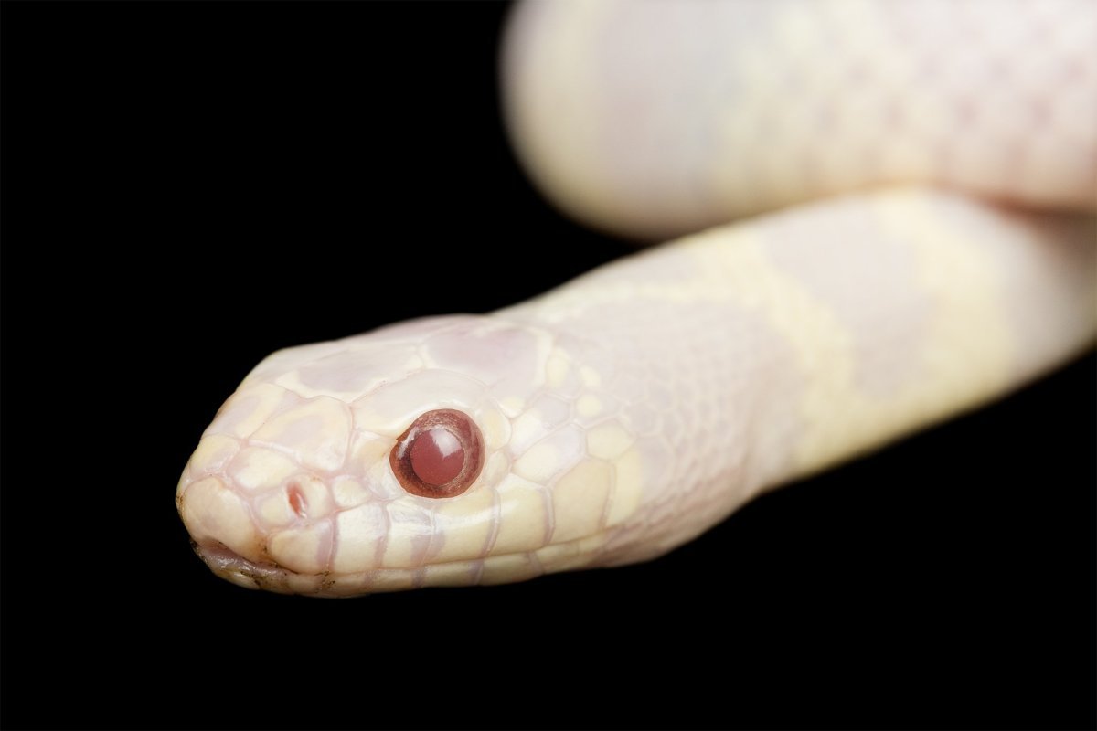 Техасский полоз альбинос