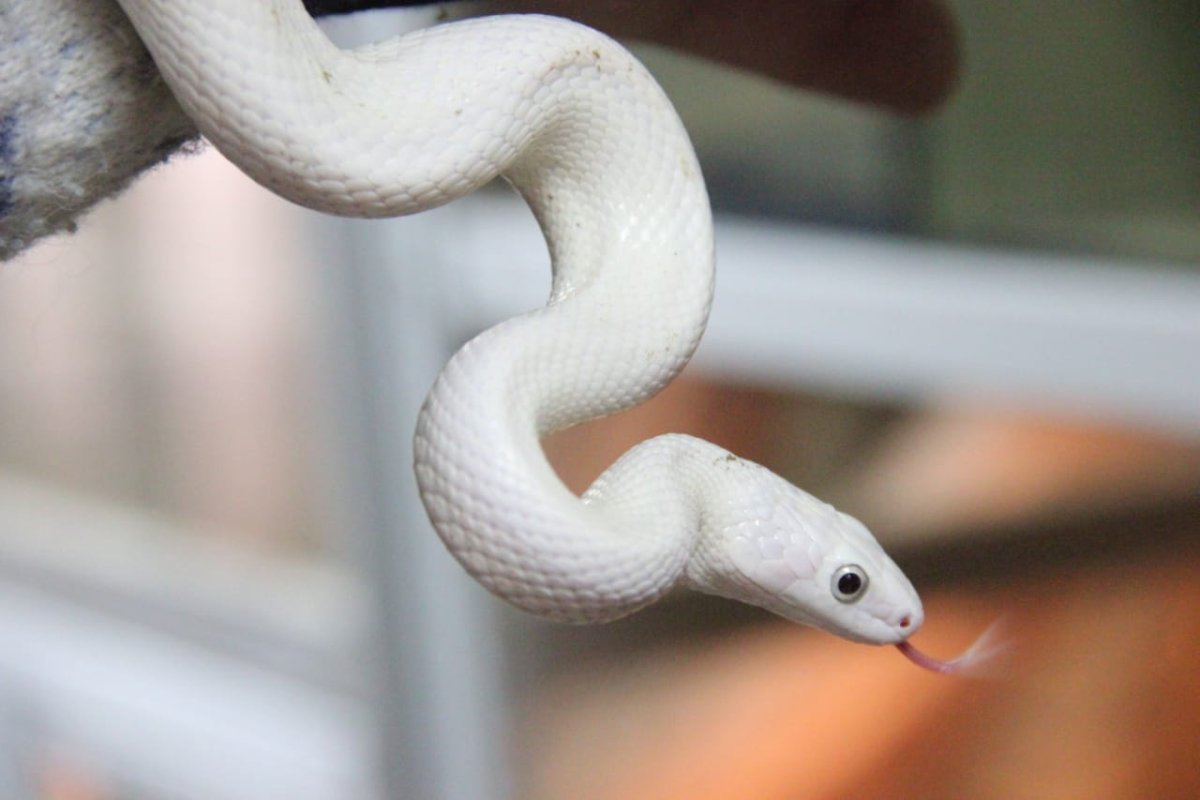 Техасский полоз леуцист