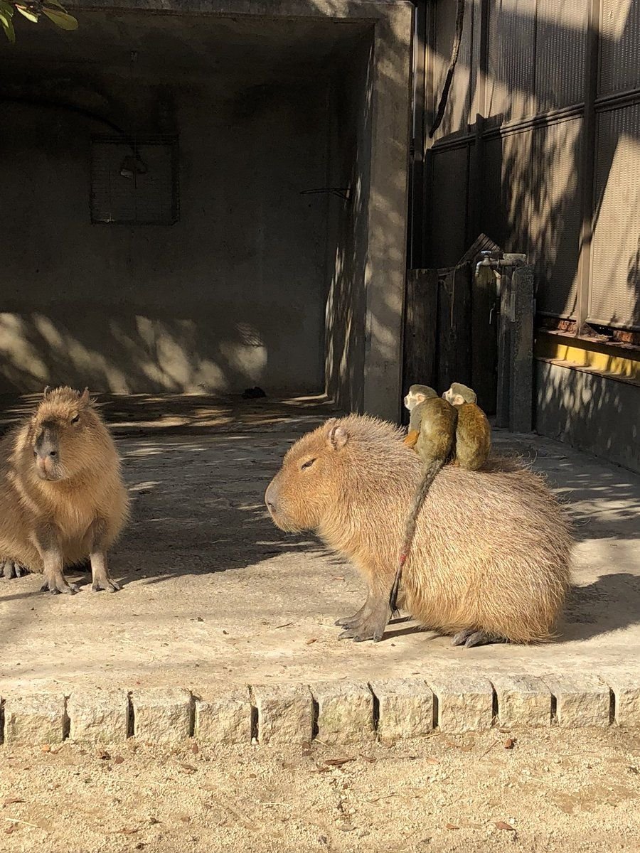 Забавные капибары