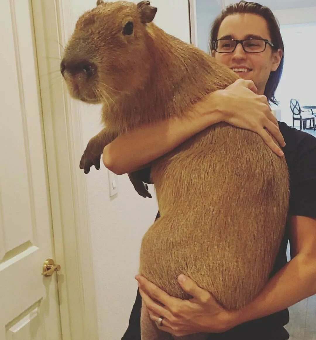 Капибара и морская Свинка