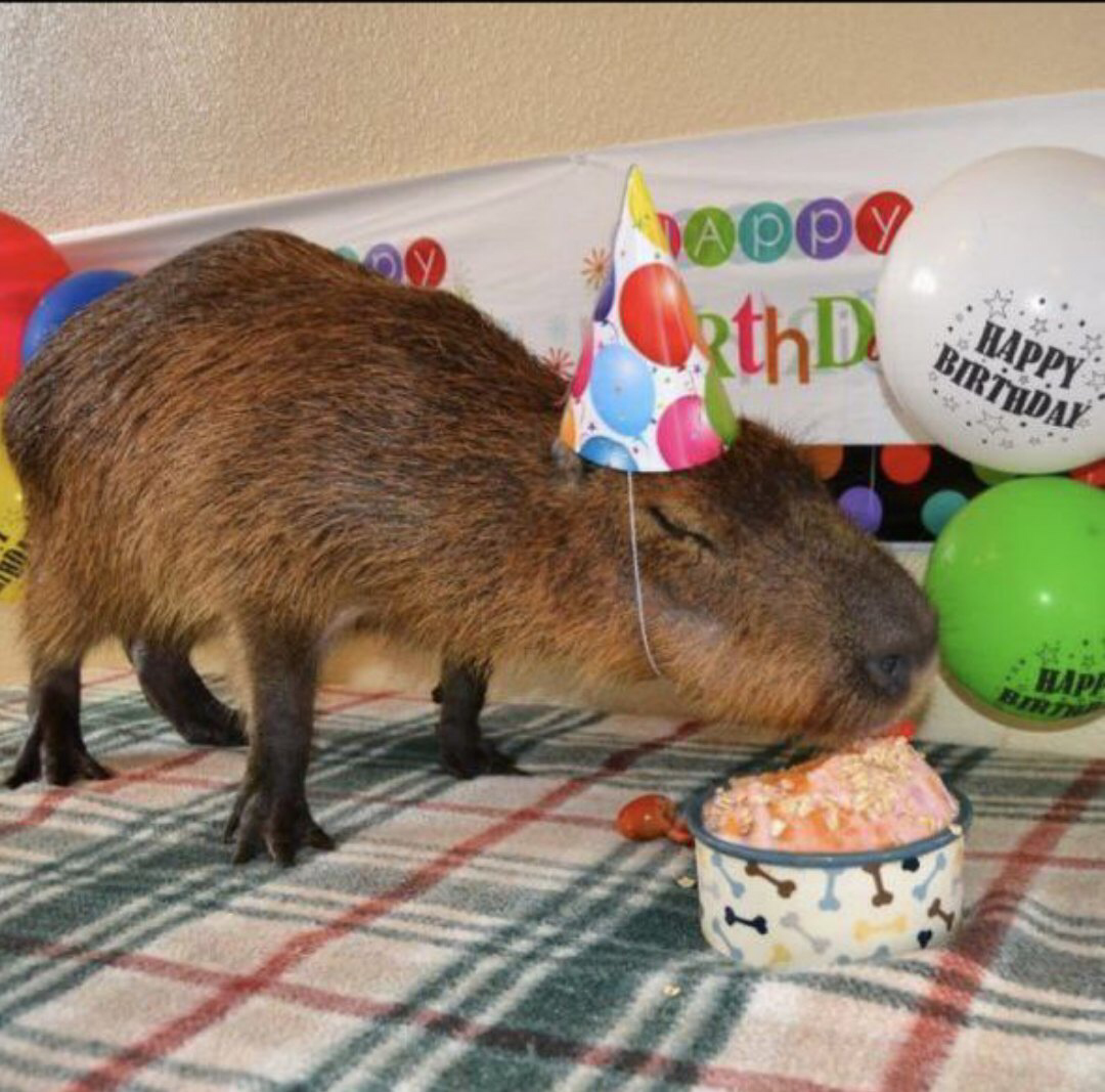 Капибара смешная