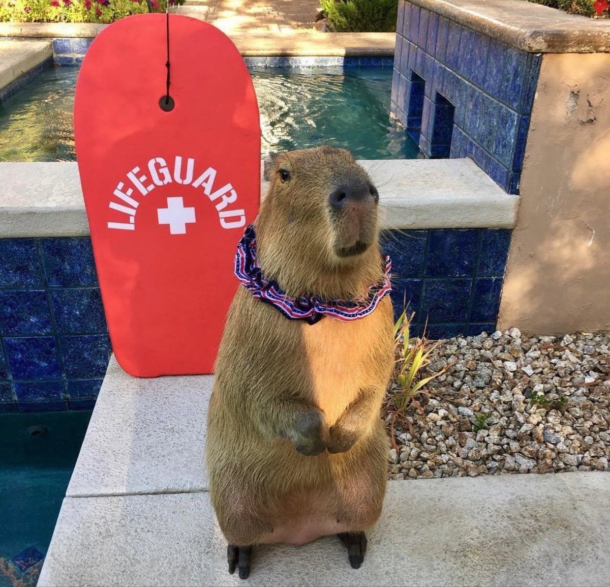 Капибара рост