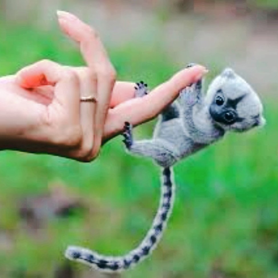 Обезьянка игрунка