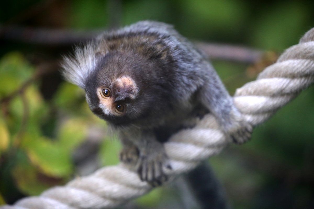 Карликовая игрунка