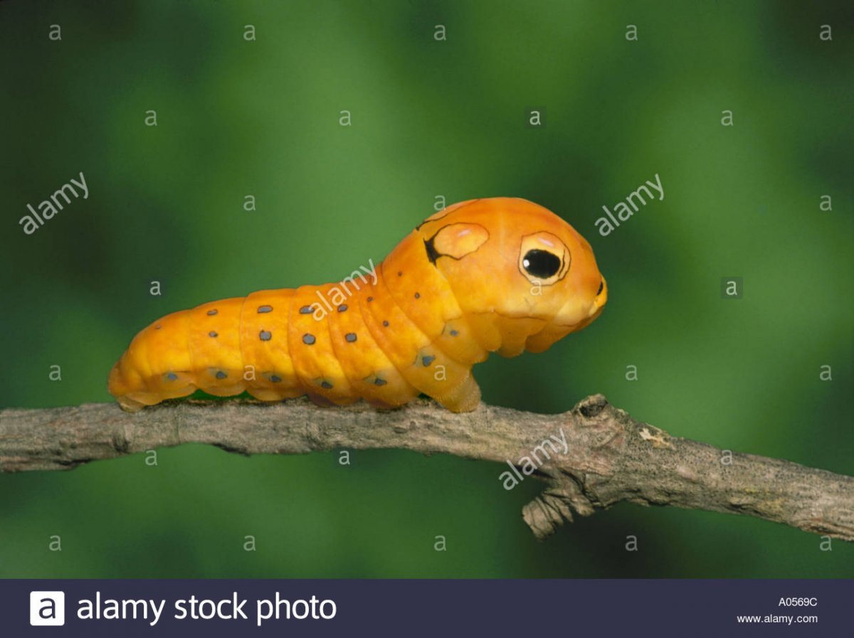 Papilio Troilus Caterpillar