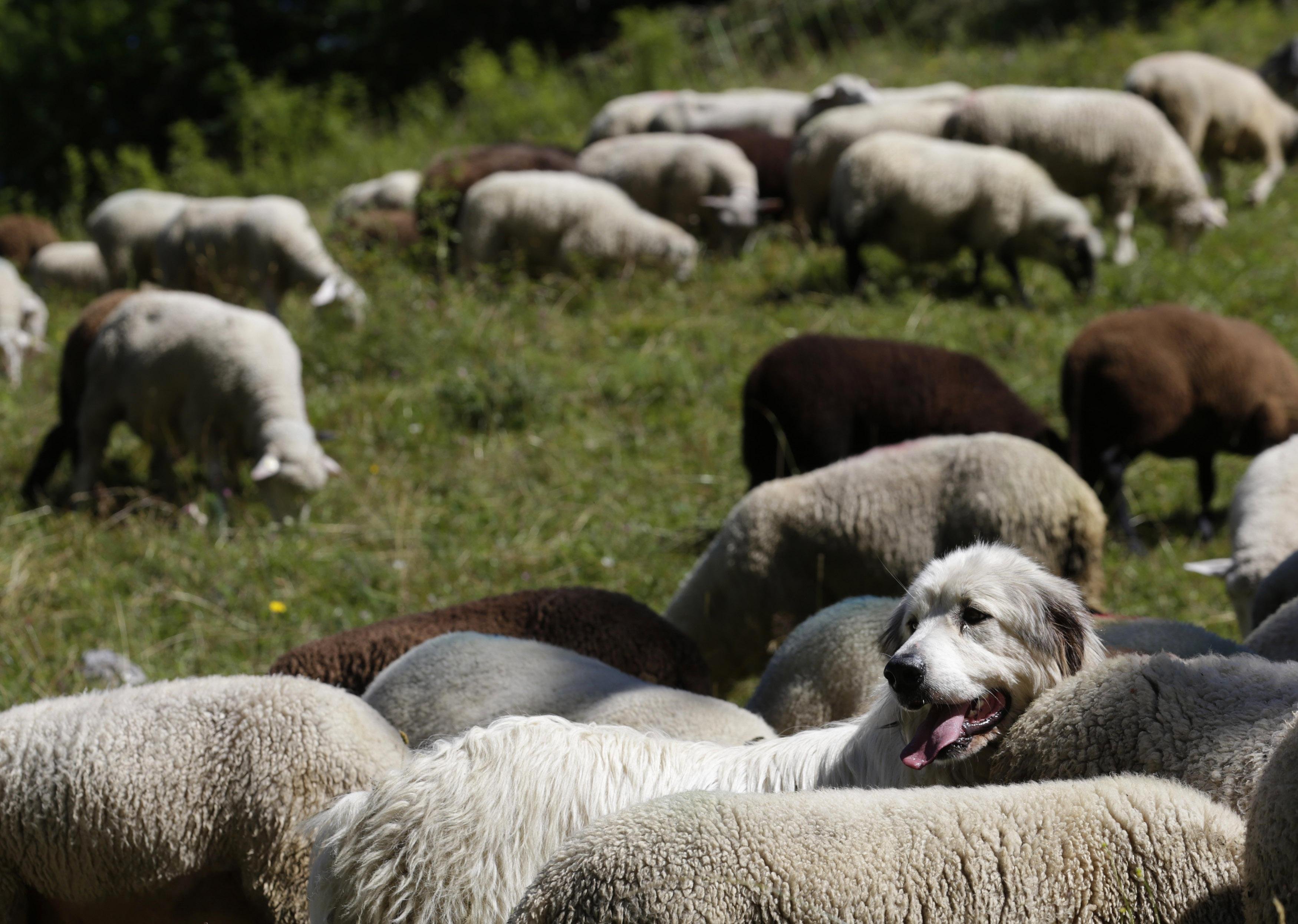 Пасу овечек. Пастушьи собаки для овец. Пиренейская Горная собака пастух. Горная порода собак Пастухов. Собака пастух овец порода.