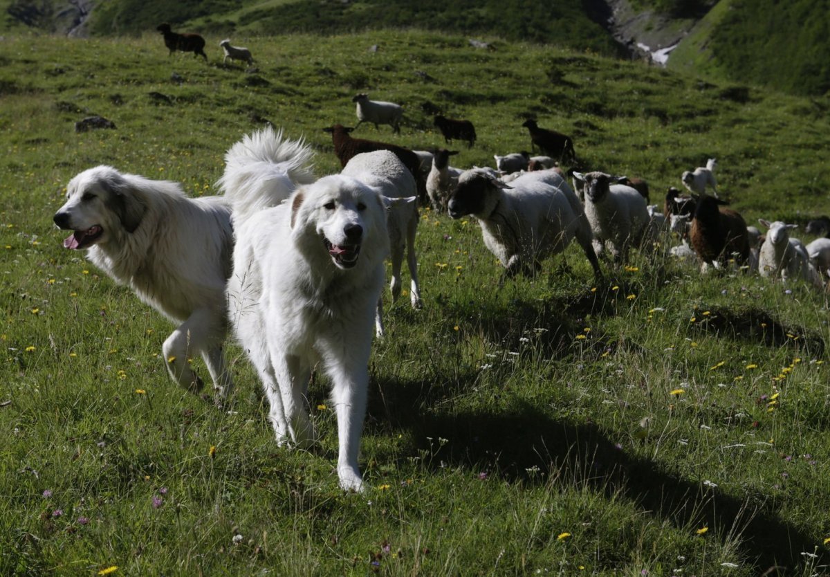 Пиренейская пастушья собака