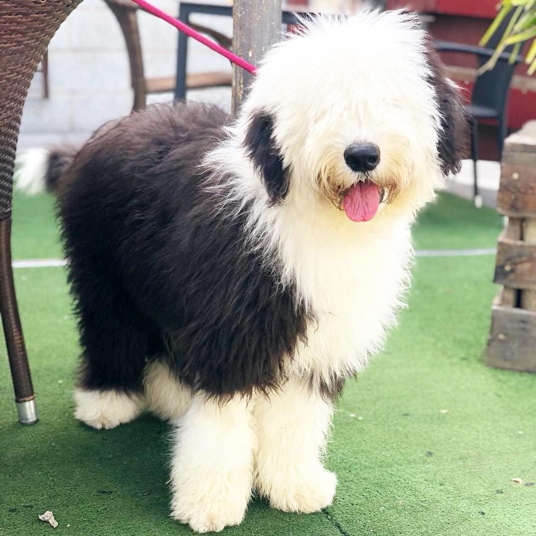 Бобтейл пастух