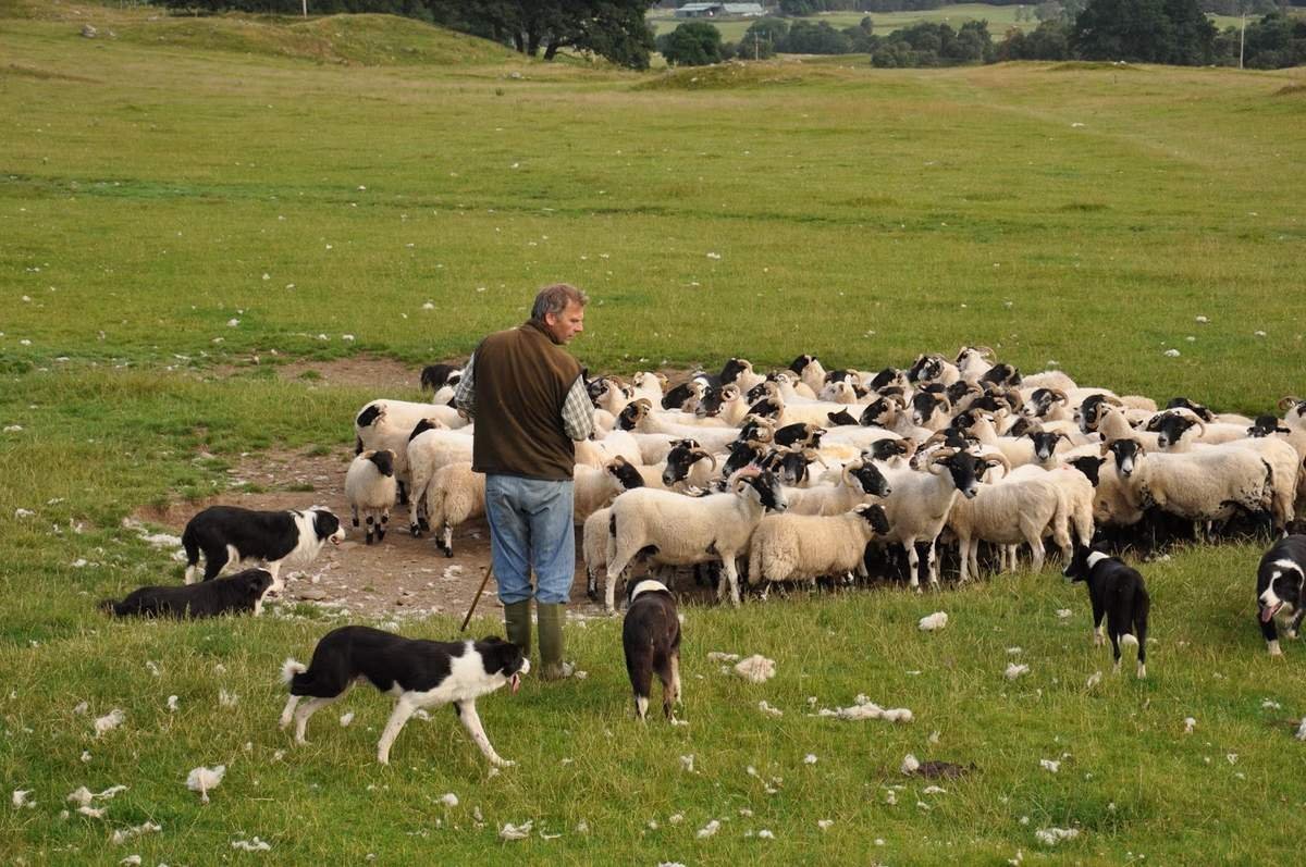 Пастух пасет стадо