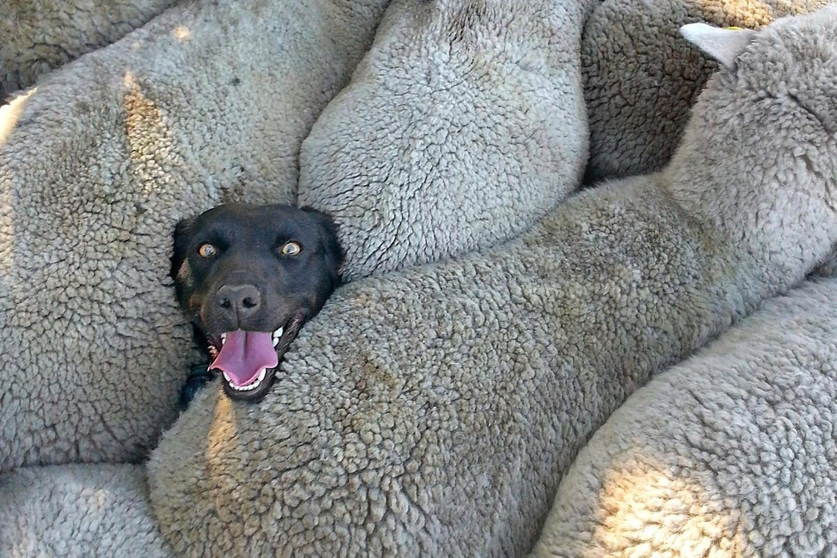 Собака среди овец