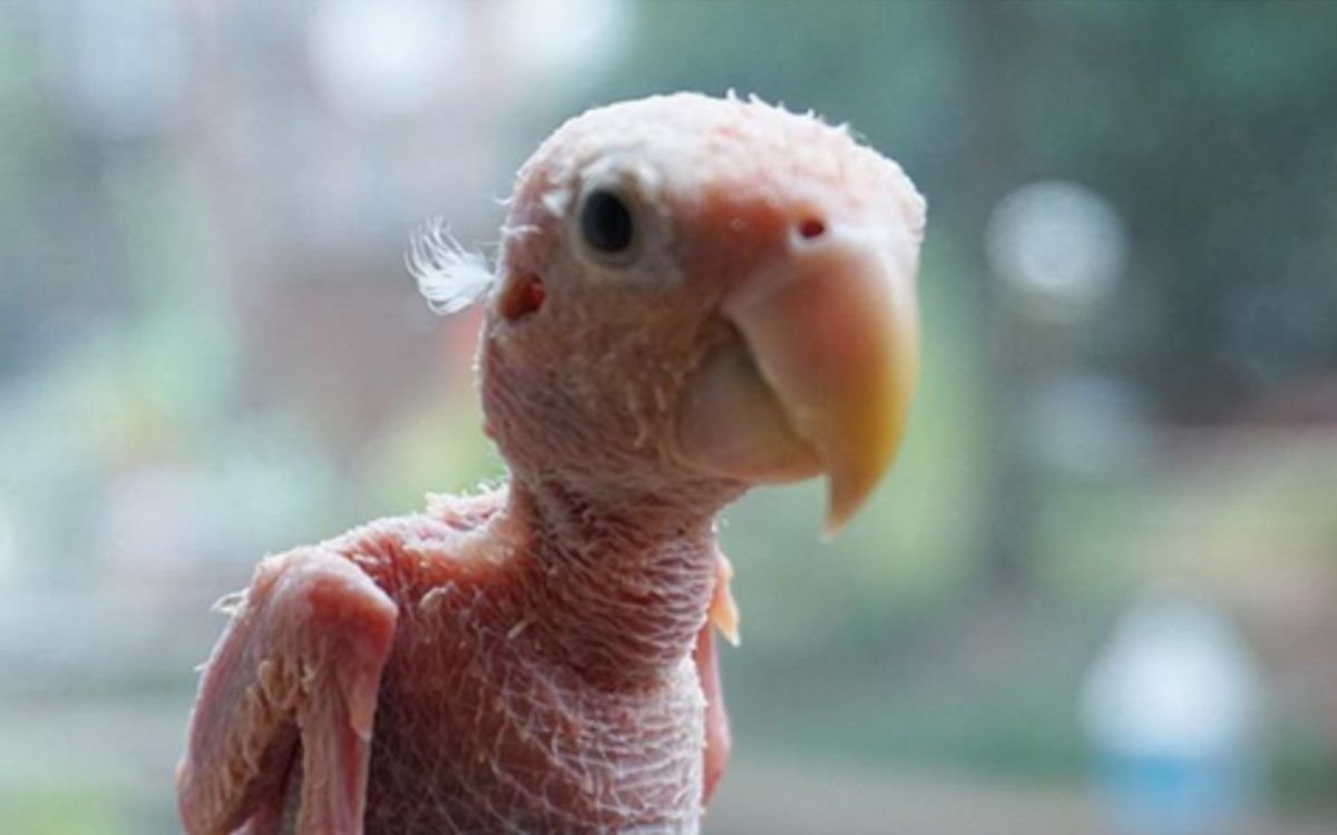 Лысый попугай корелла