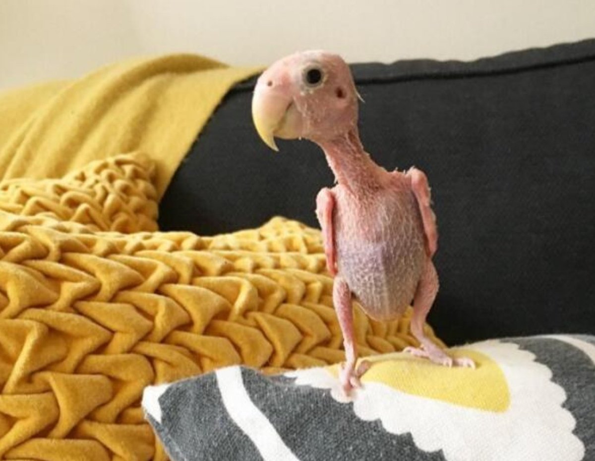 Месть попугайчиков