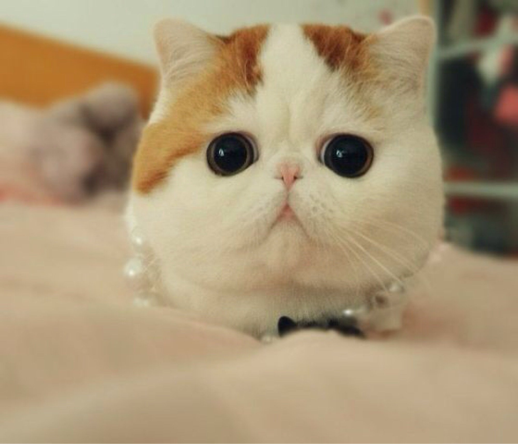Порода самой милой кошки. Экзот Снупи. Экзот кошка. Японский кот Снупи. Кот экзот Снупи.