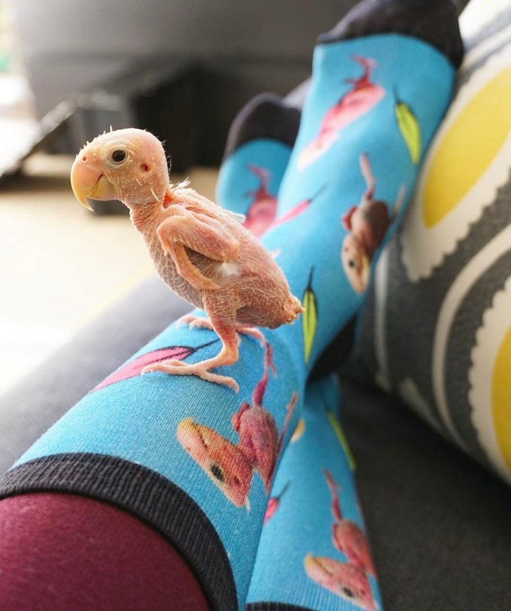 Потеря перьев попугай неразлучник