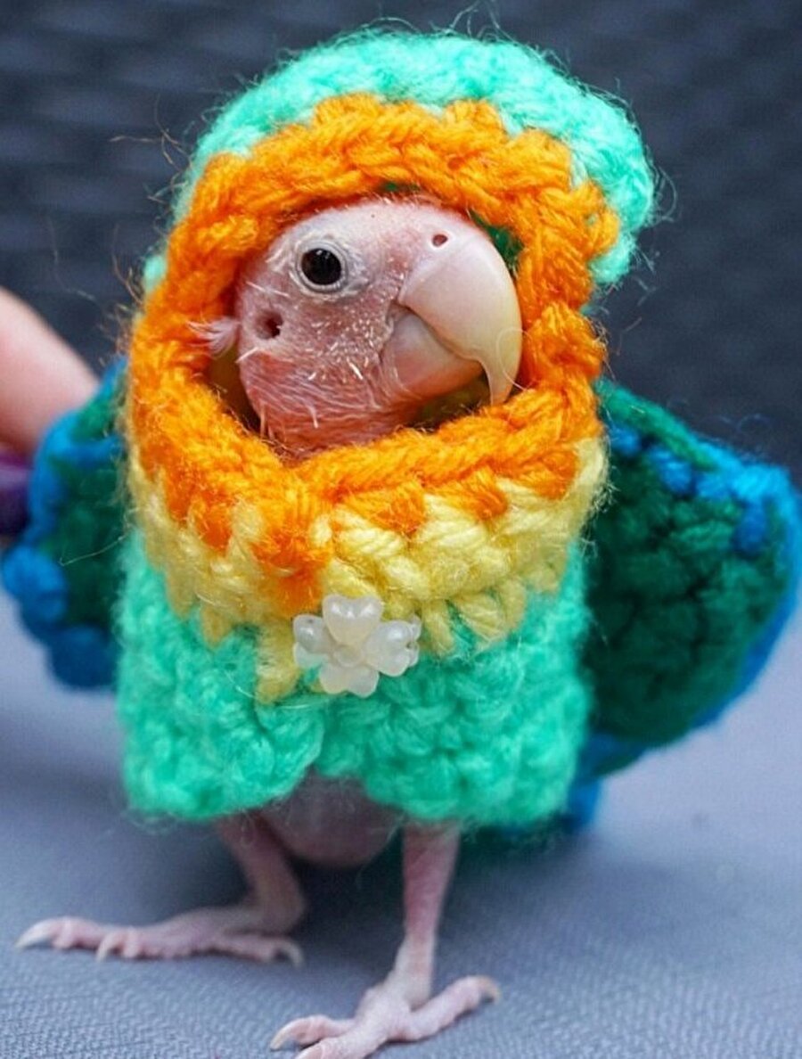 Попугай корелла птенчик