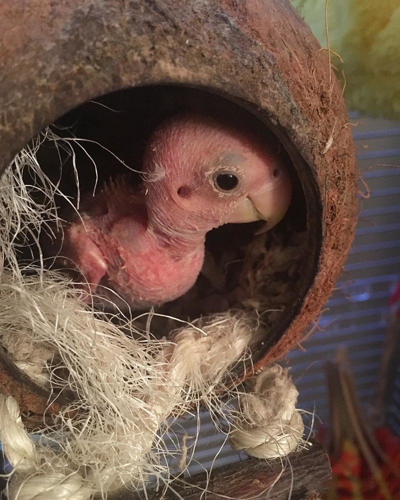 Птица без перьев