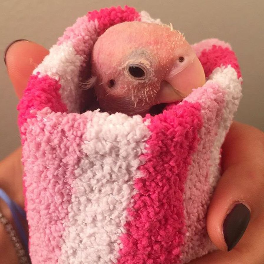 Попугай Карелия птенец