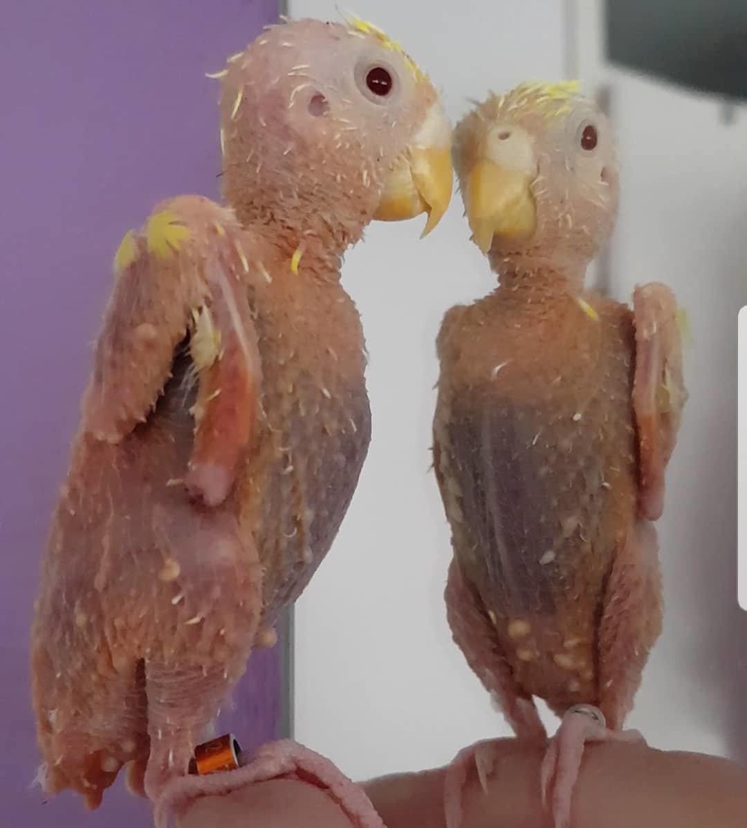 Жако и корелла