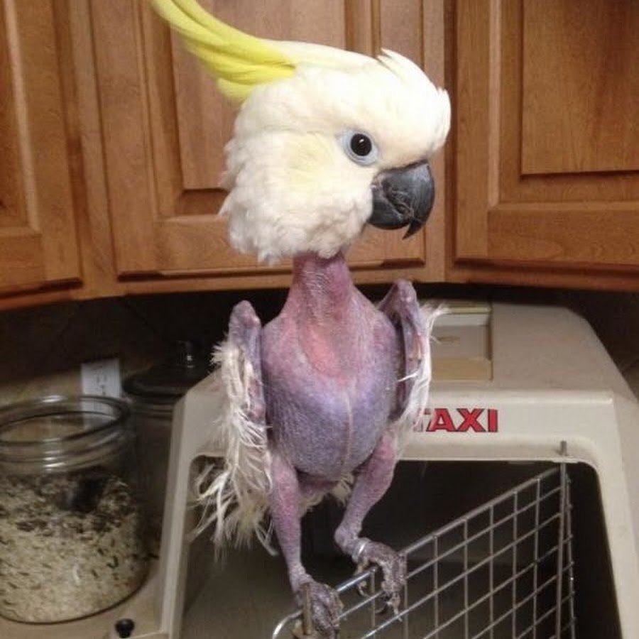 Лысый попугай неразлучник