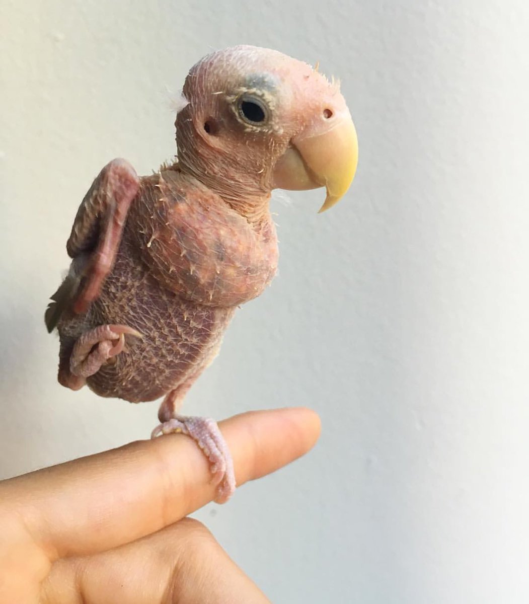 Лысый попугай Какаду