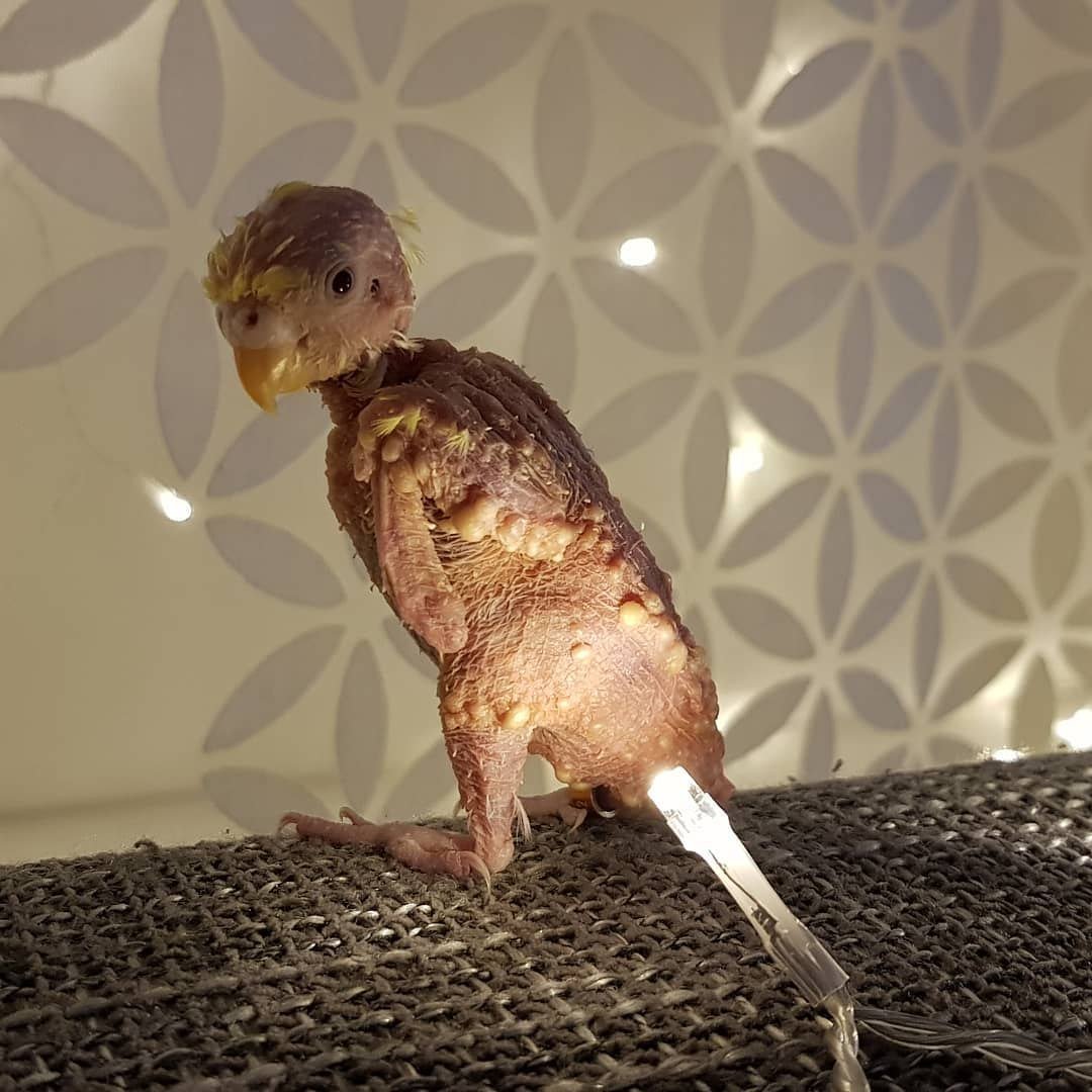 Безумный попугай