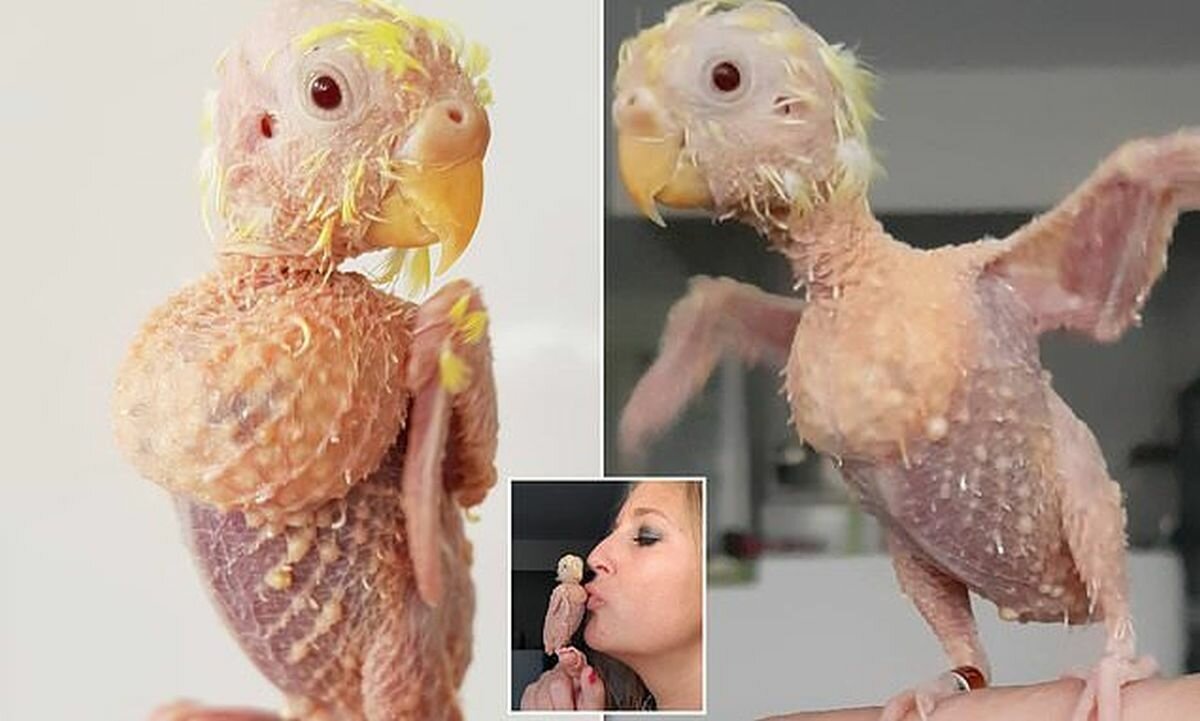 Попугай без шерсти