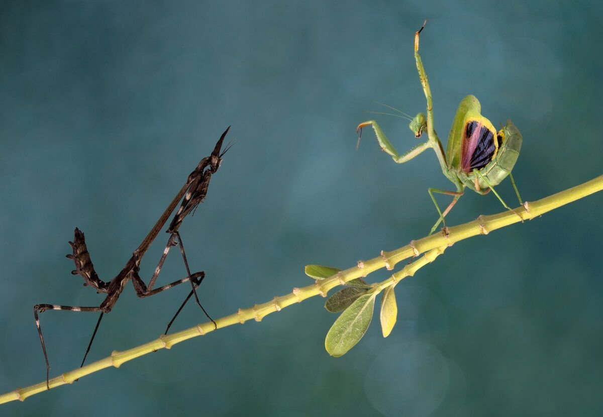 Choeradodis rhomboidea