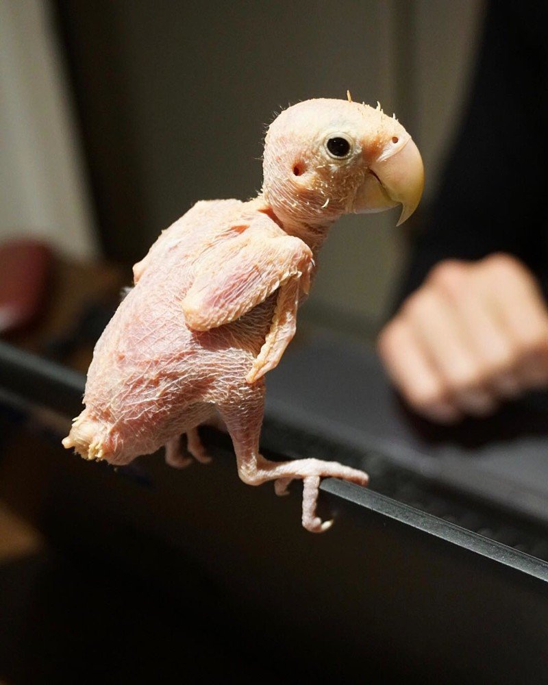 Попугай без перьев