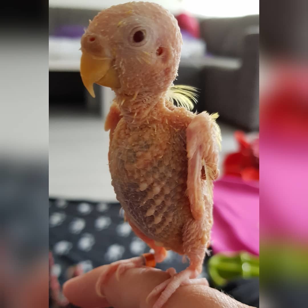 Птенцы Сипухи инопланетяне