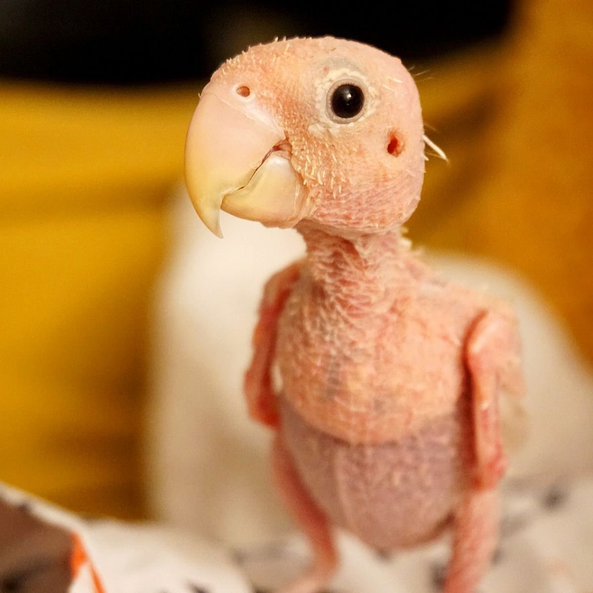 Лысый попугай корелла