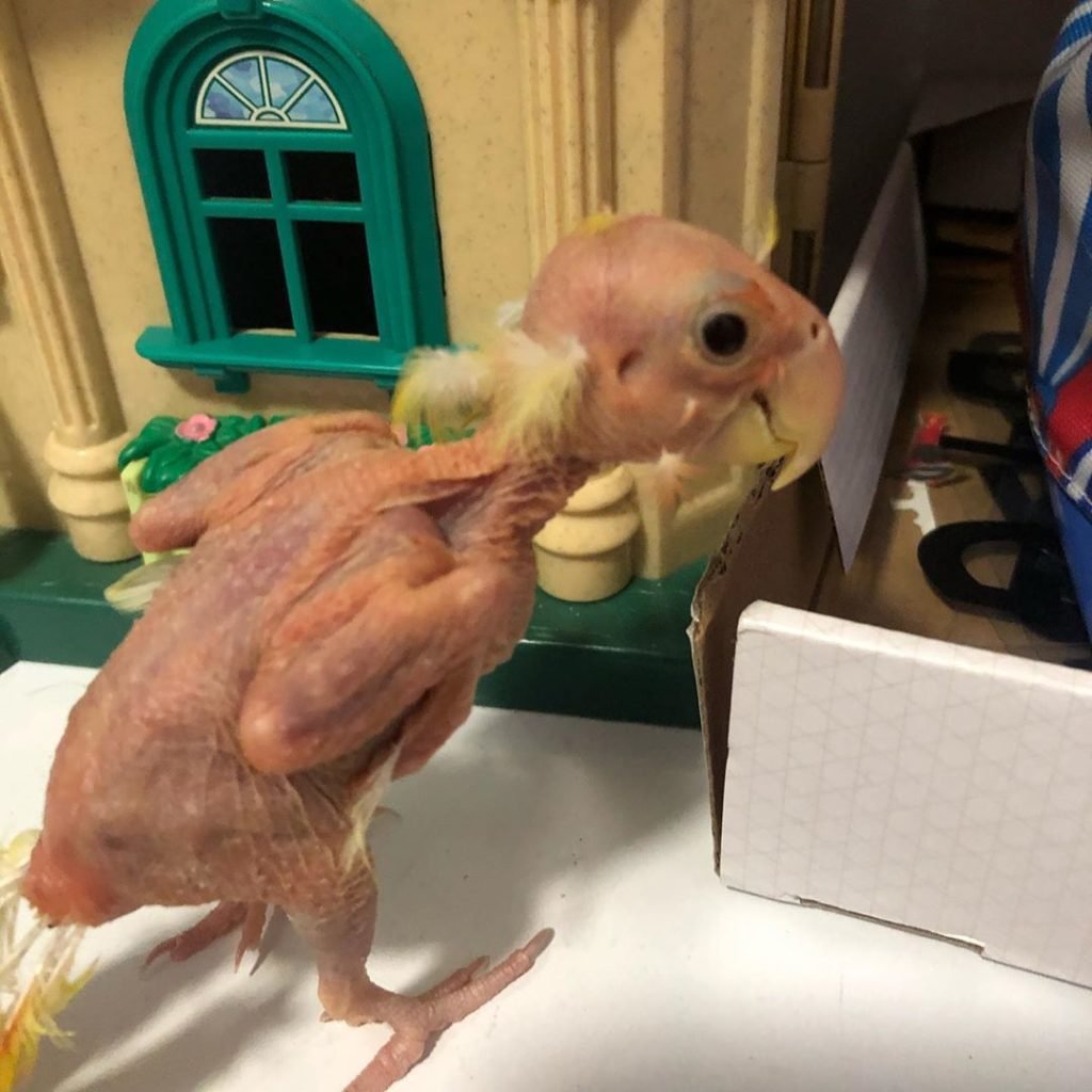 Птенец без перьев