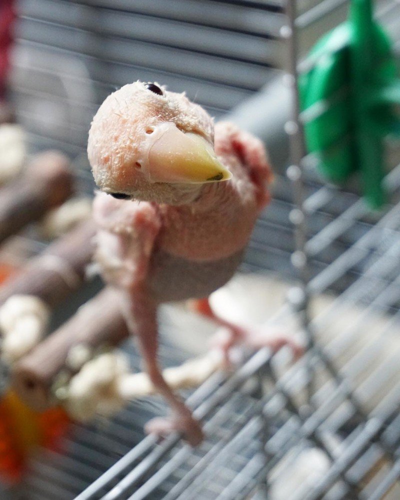 Милый лысый попугай