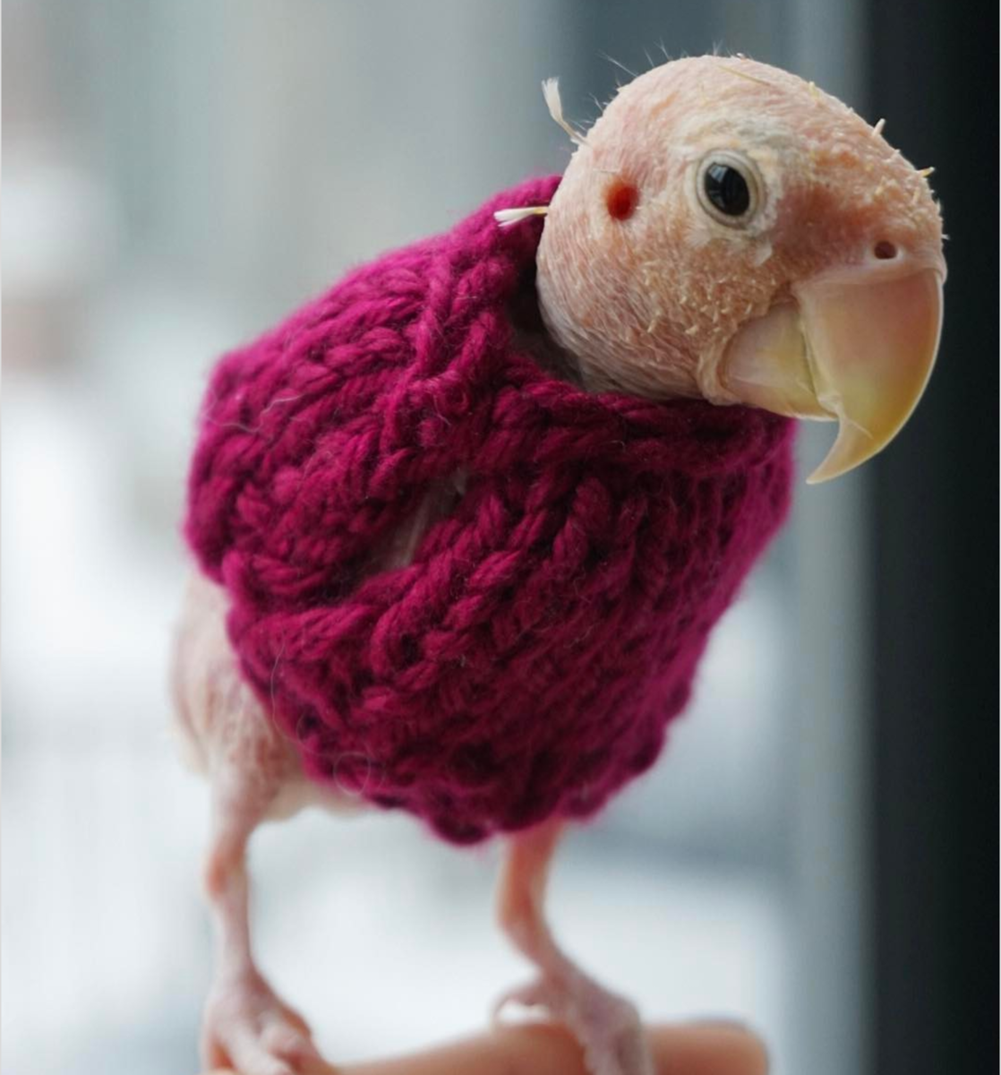 Скелет Совы Сипухи