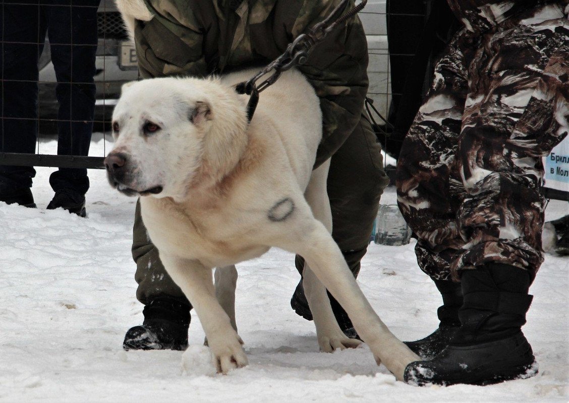 Среднеазиатская собака алабай