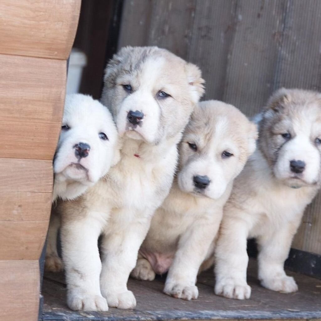 Сиртлон итлар