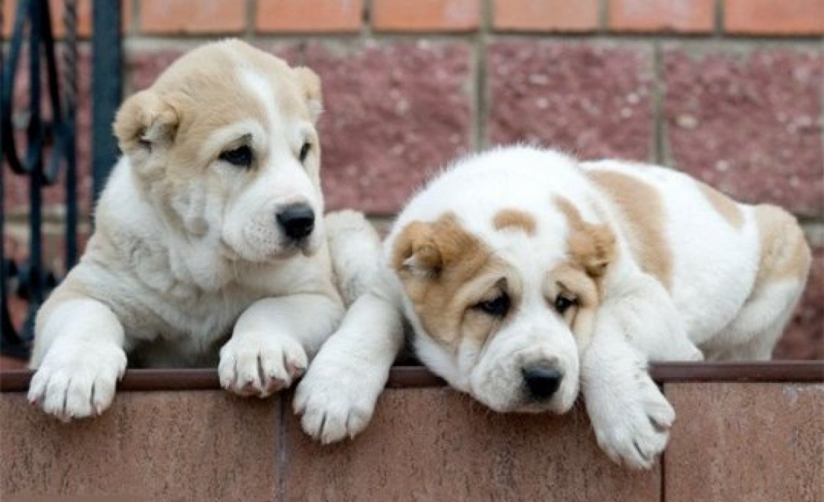 Среднеазиатская овчарка щенки