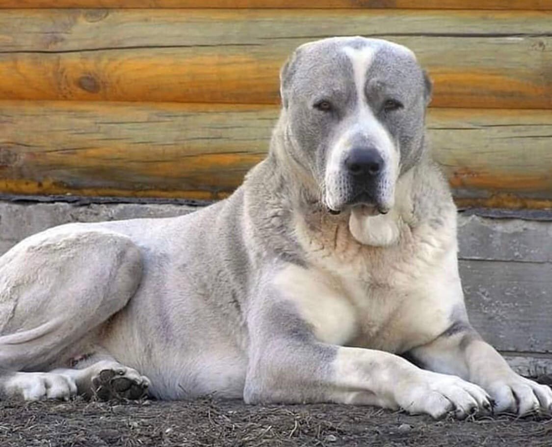 Алабай и такса