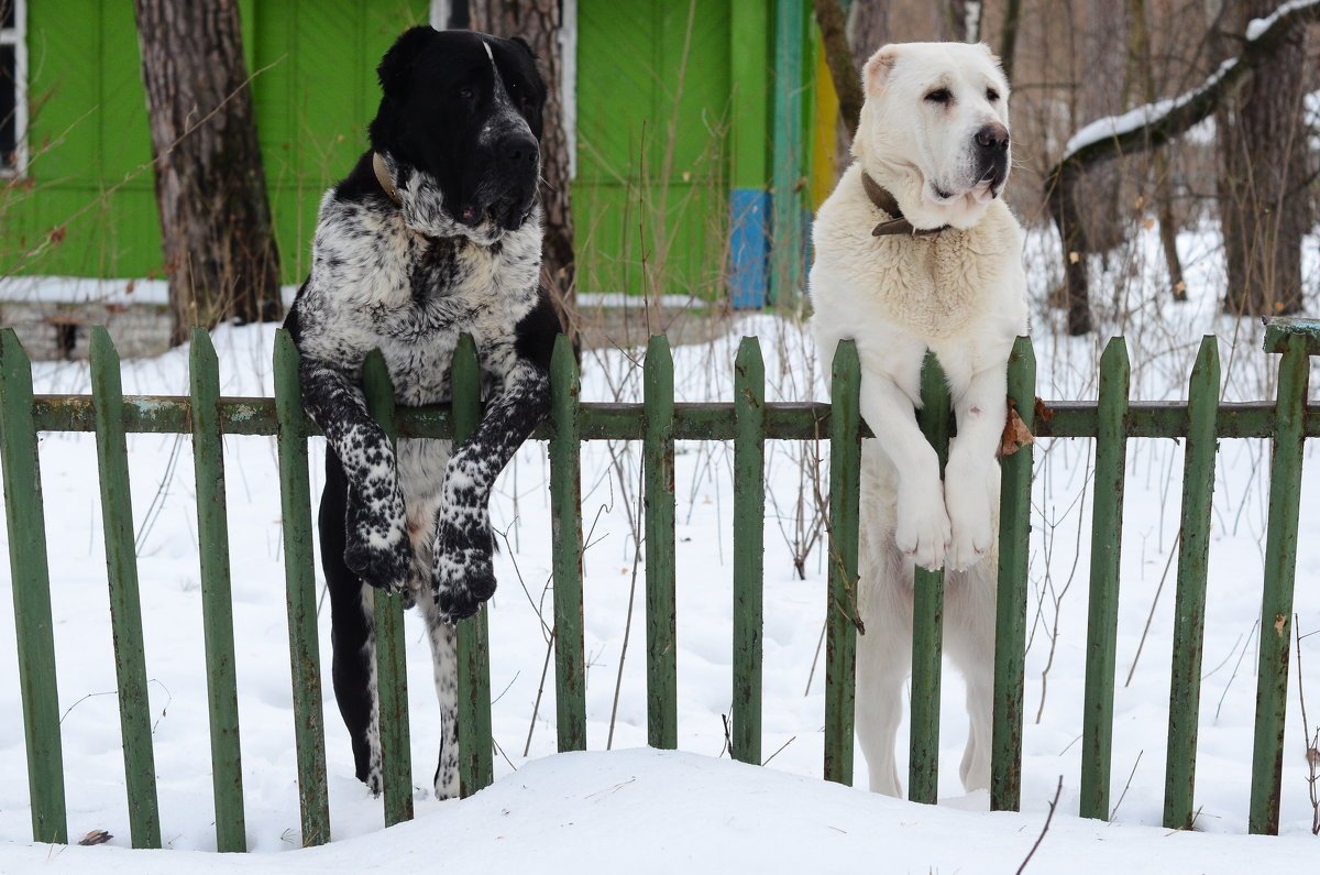 Алабай некупированный