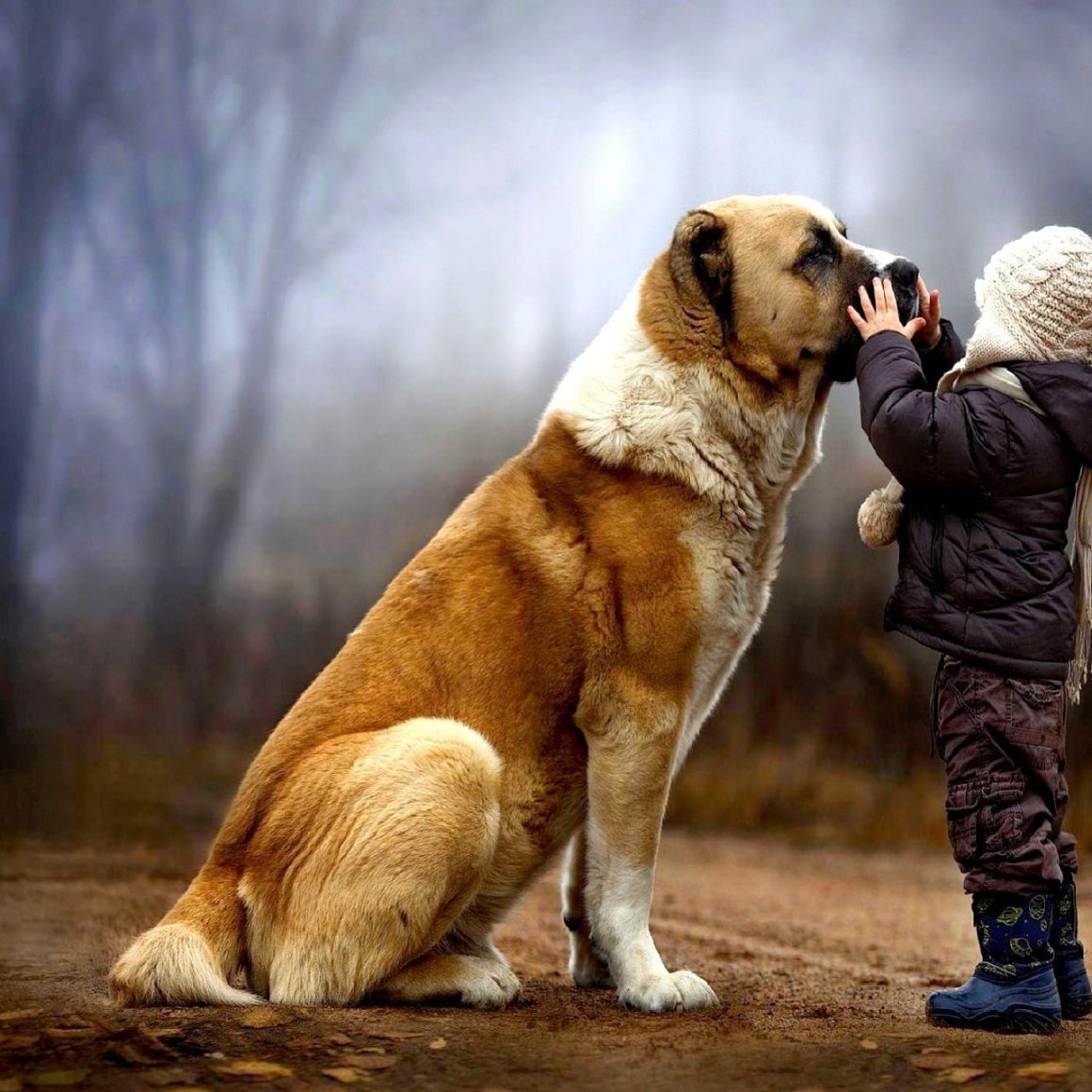 Алабай бульдозер