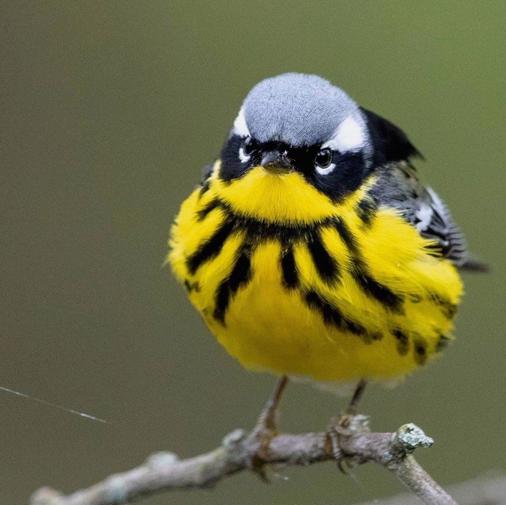 Дубровник (Emberiza aureola)