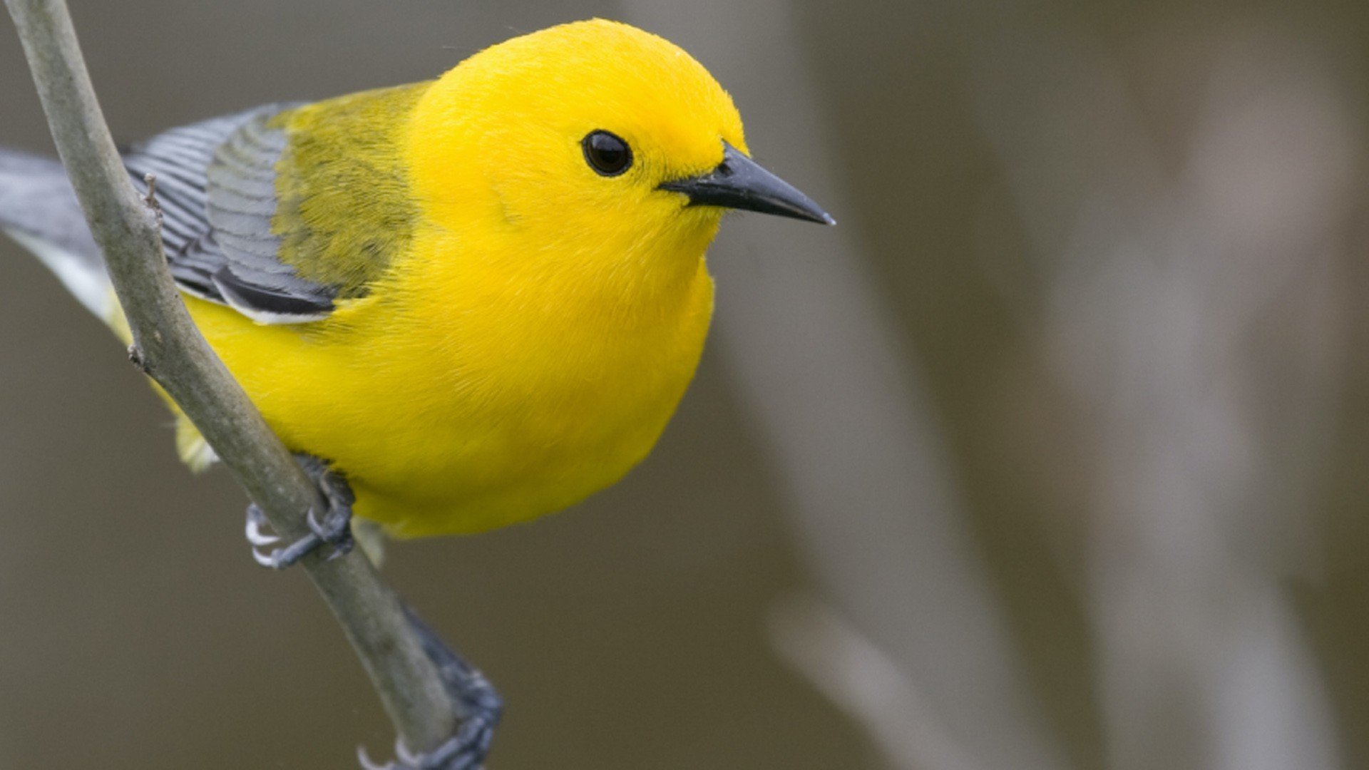 Ярко желтые птицы. Желтые птички. Желтая древесница птица. Соловей желтый. Желтая красивая птица.