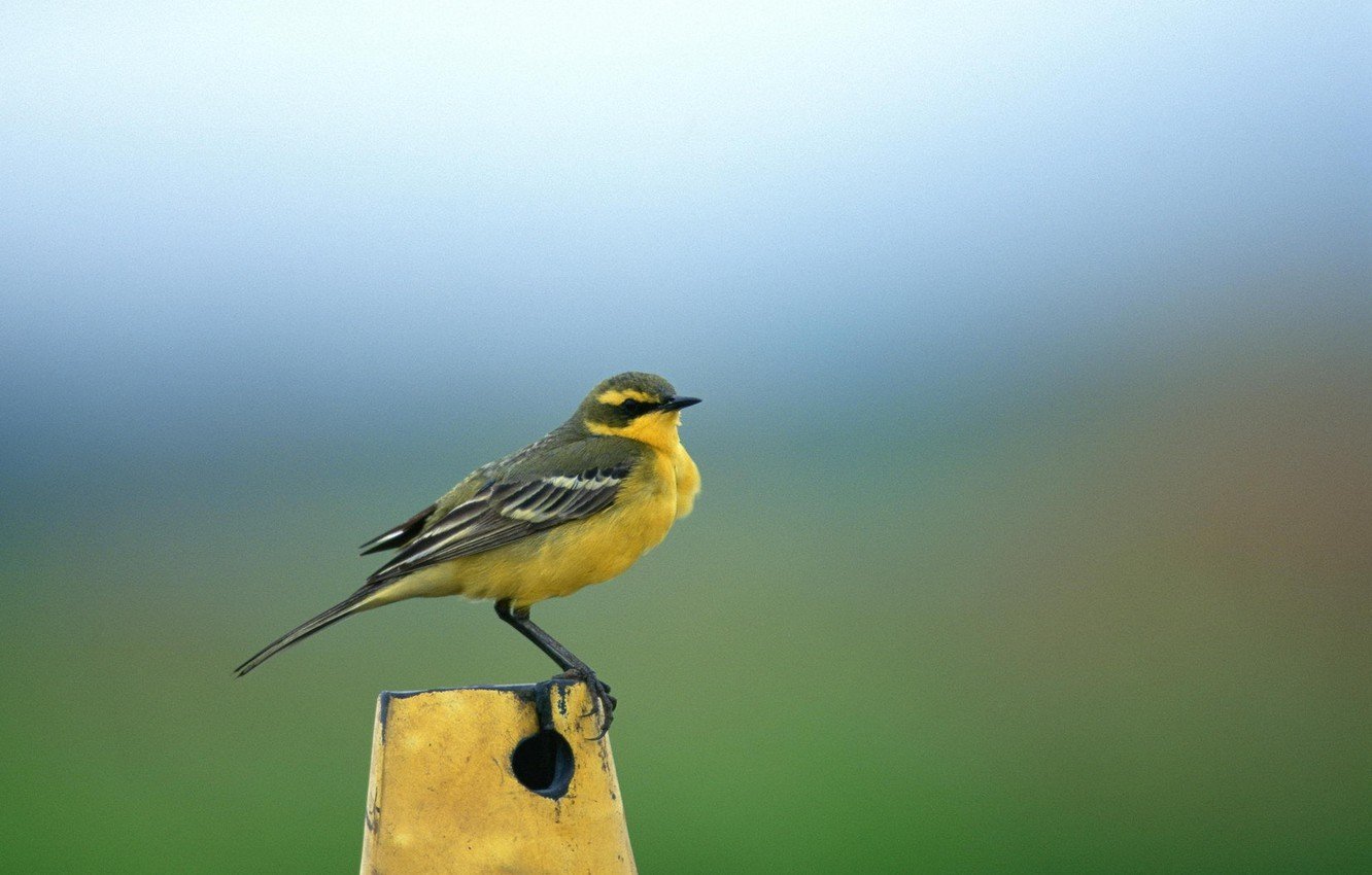 Большая фотоохота на птиц Малоархангельского района