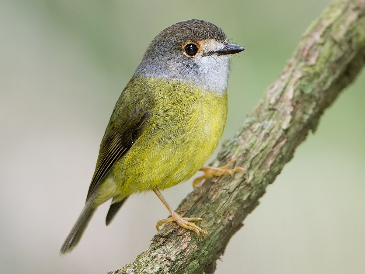 Желтая птица