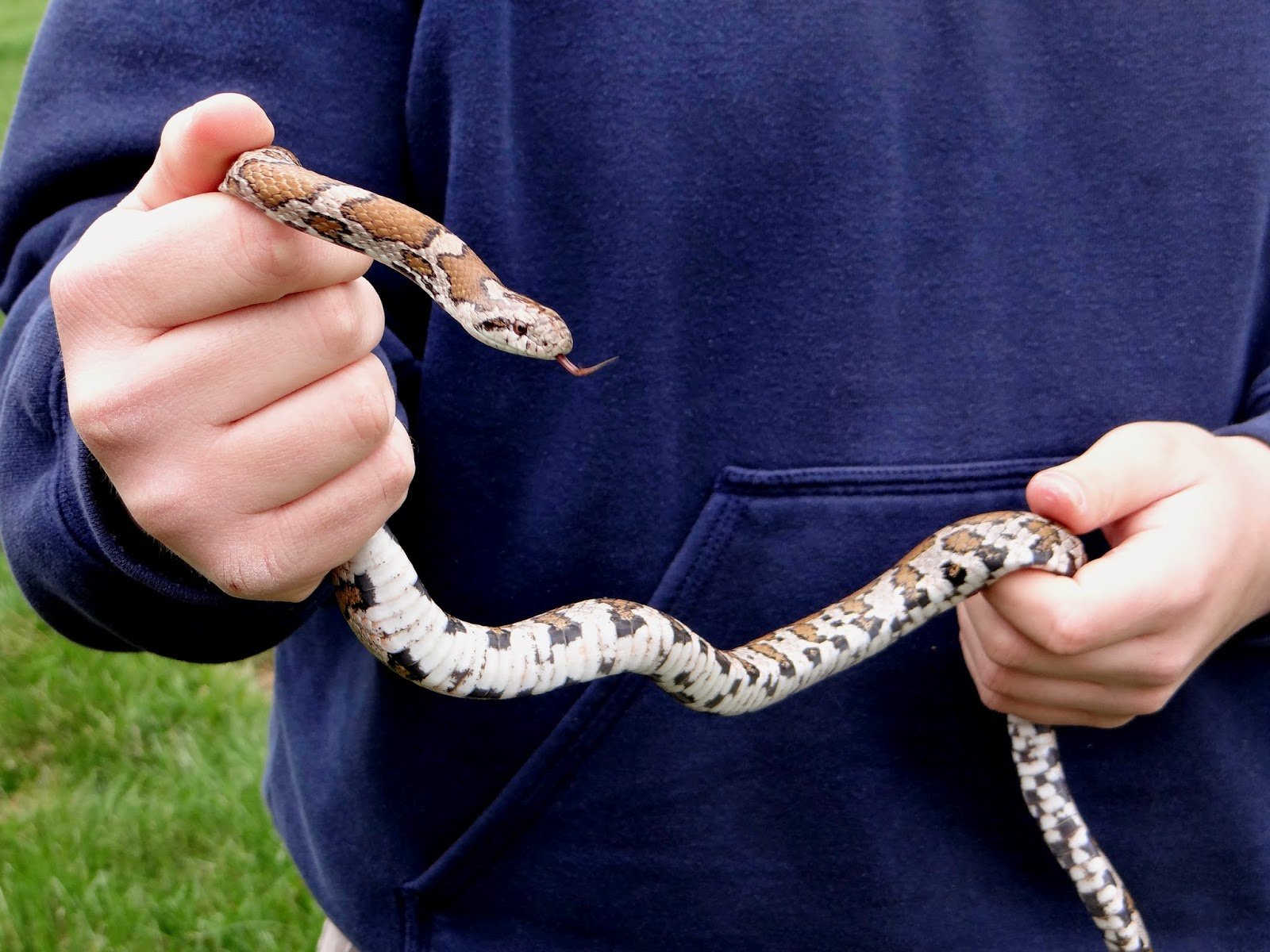 Ребенок держит змею. Змея маисовый полоз. Змея маисовый полоз в руке. Ручные змеи. Змея домашняя маленькая.