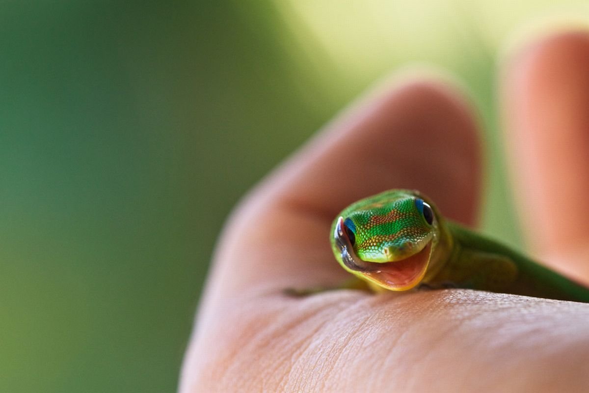 Фельзума Мадагаскарская великолепная