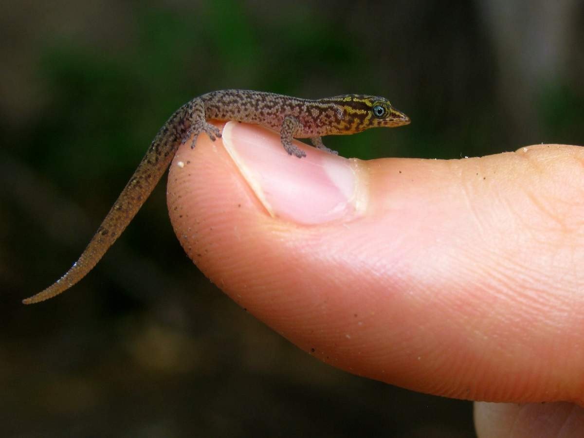 Виргинский круглопалый геккон