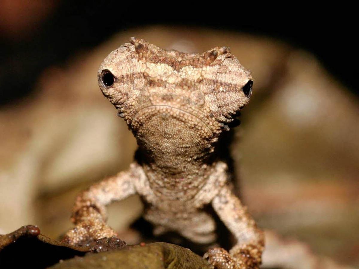 Ящерица хамелеон йеменский