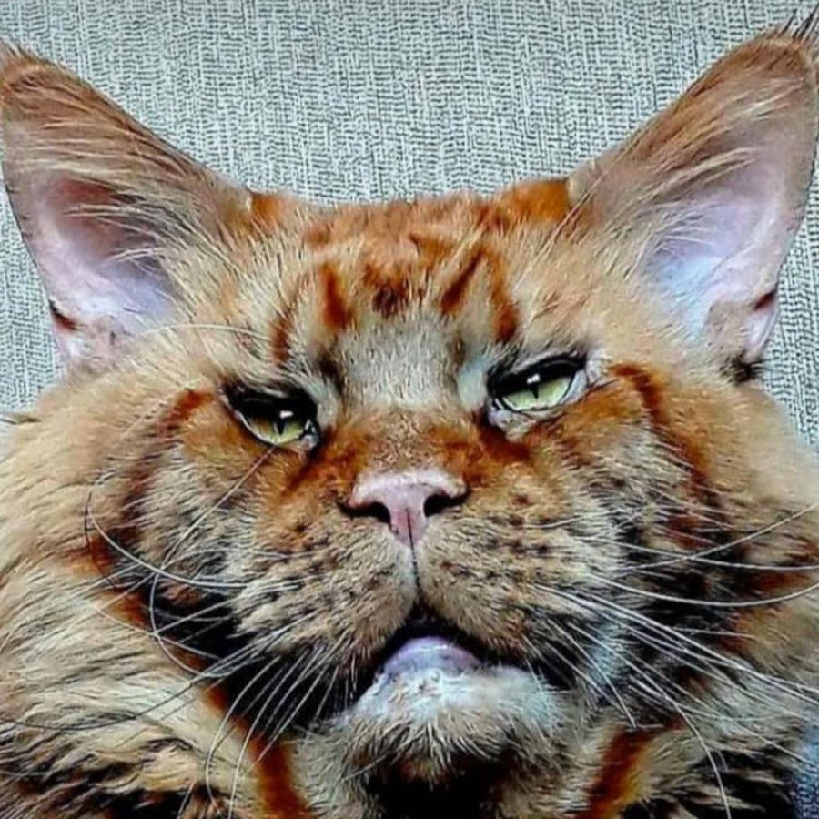 Кот Джокер Мейн кун