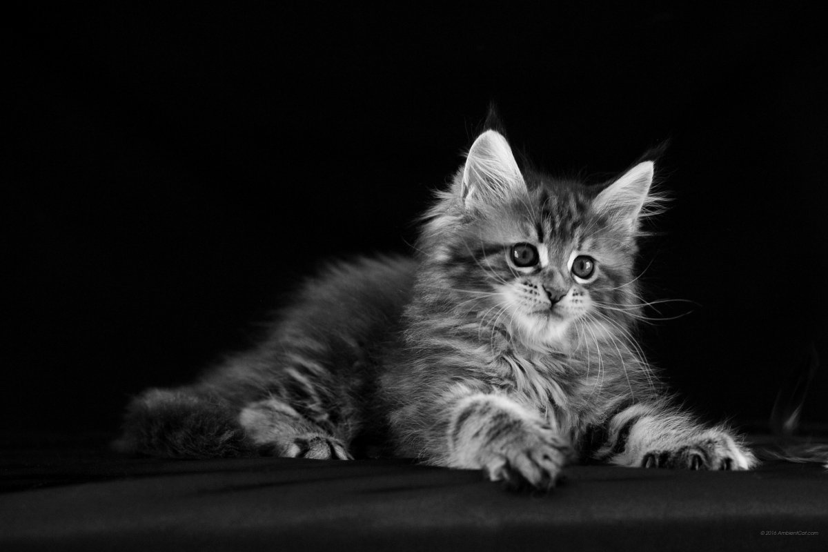 Кот Мейн кун лапа