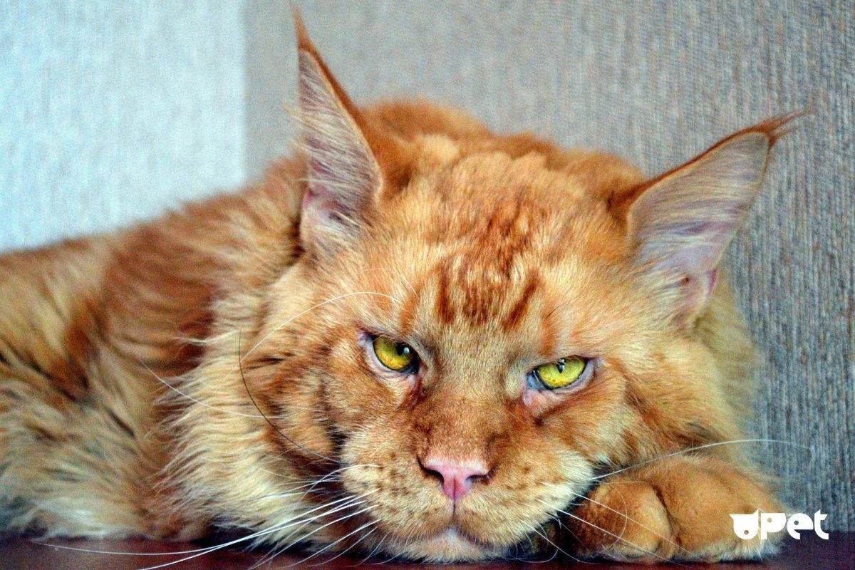 Мейн кун Ван